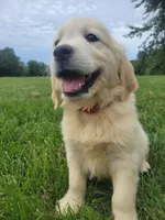 Coca-Cola, Champion Sired, a female Golden Retriever for sale in Owosso, MI – 1 of 4