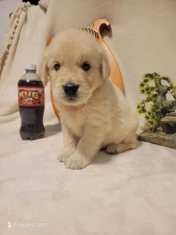 Root Beer, Champion Sired – Golden Retriever puppy for sale in Owosso, MI