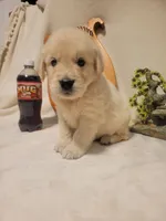 Root Beer, Champion Sired (SOLD), a male Golden Retriever for sale in Owosso, MI – 1 of 1