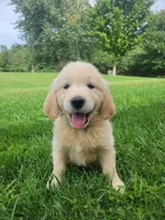 Sprite, Champion Sired, a female Golden Retriever for sale in Owosso, MI – 3 of 3