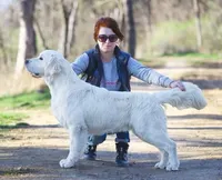 Trix, Champion Sired, a female Golden Retriever for sale in Owosso, MI – Photo 1 of 3