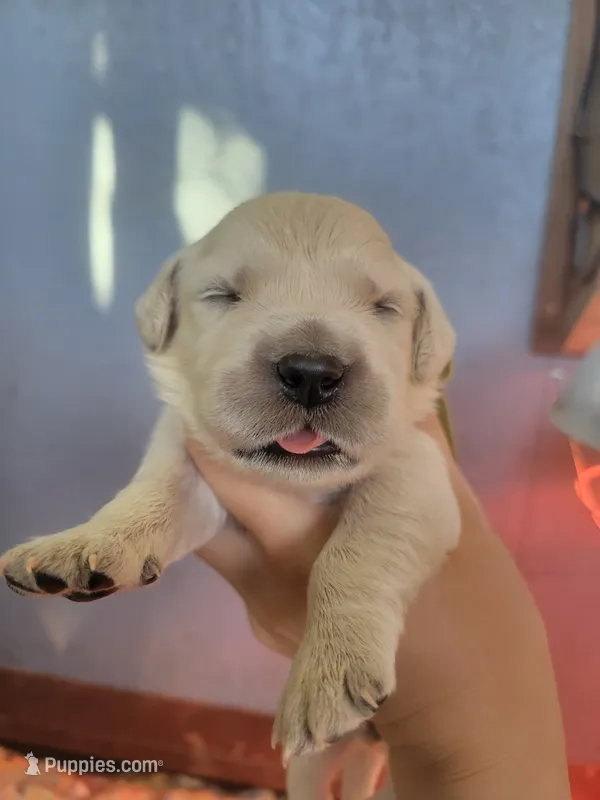 Galadriel, Champion Sired  – Golden Retriever puppy for sale in Owosso, MI