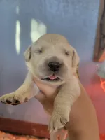 Galadriel, Champion Sired , a female Golden Retriever for sale in Owosso, MI – 1 of 2