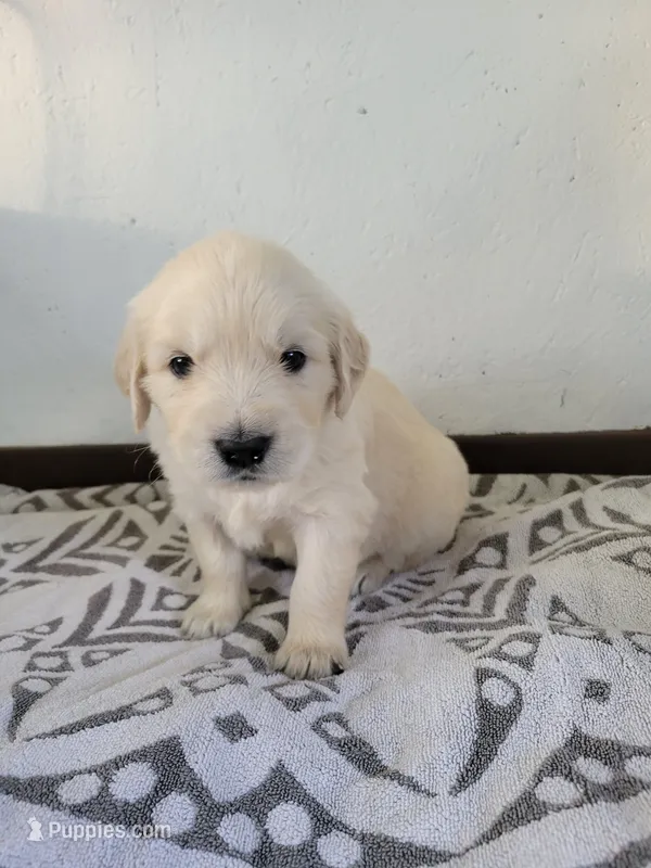 Captain Crunch, a male Golden Retriever for sale in Owosso, MI – Photo 1 of 3
