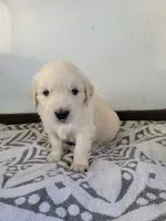 Captain Crunch, a male Golden Retriever for sale in Owosso, MI – Photo 1 of 3