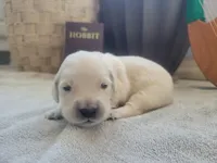 Rosie, Champion Sired, a female Golden Retriever for sale in Owosso, MI – 1 of 3