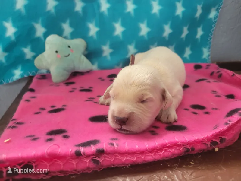 Dr. Pepper, Champion Sired – Golden Retriever puppy for sale in Owosso, MI