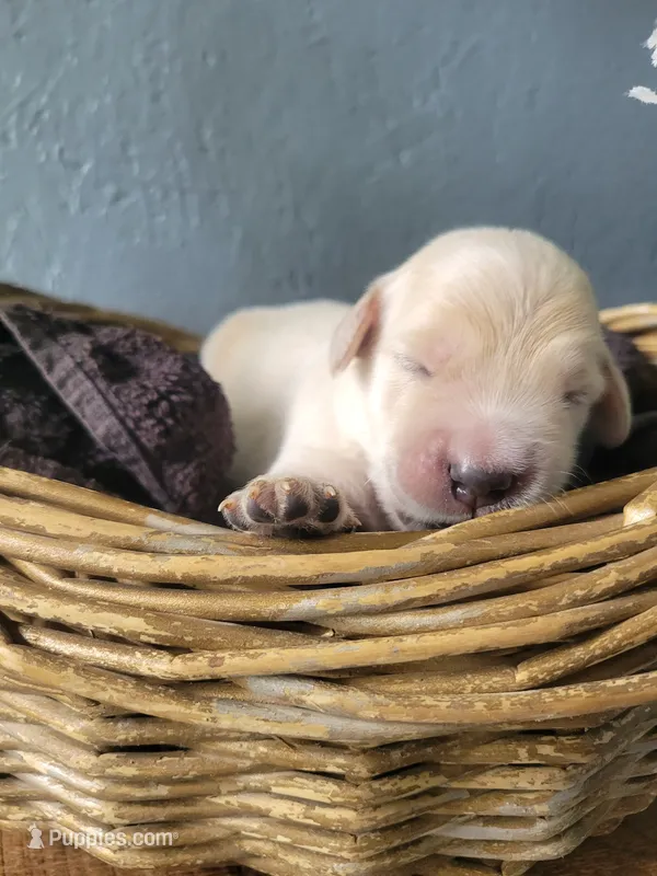 Root Beer, Champion Sired – Golden Retriever puppy for sale in Owosso, MI