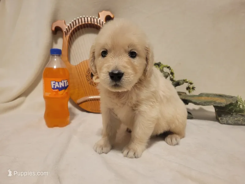 Fanta, Champion Sired – Golden Retriever puppy for sale in Owosso, MI