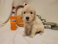Fanta, Champion Sired (SOLD), a female Golden Retriever for sale in Owosso, MI – 1 of 1