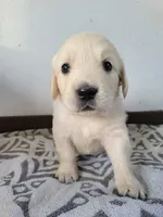 Chex, a male Golden Retriever for sale in Owosso, MI – Photo 3 of 3