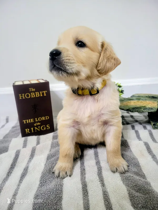 Legolas, Champion Sired – Golden Retriever puppy for sale in Owosso, MI
