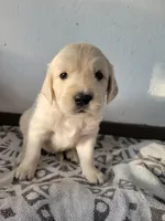 Pops, a male Golden Retriever for sale in Owosso, MI – Photo 1 of 3