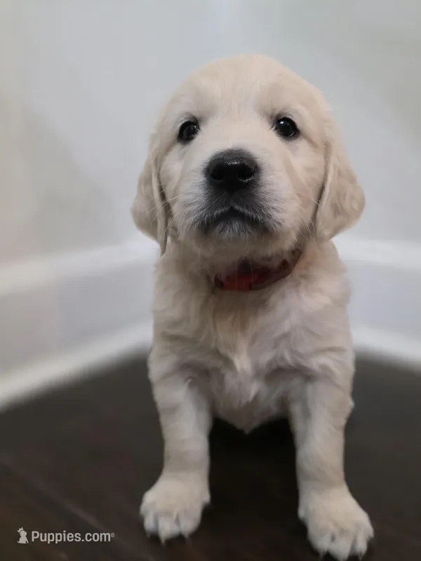 Pops, Champion Sired