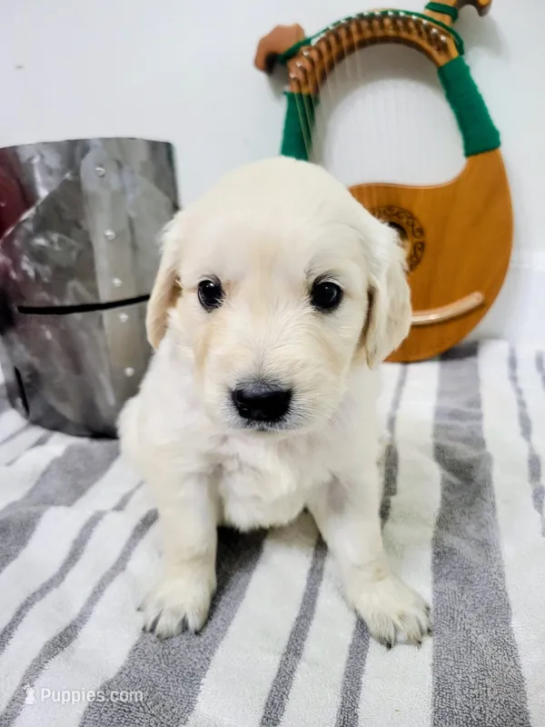 Lobelia, Champion Sired – Golden Retriever puppy for sale in Owosso, MI
