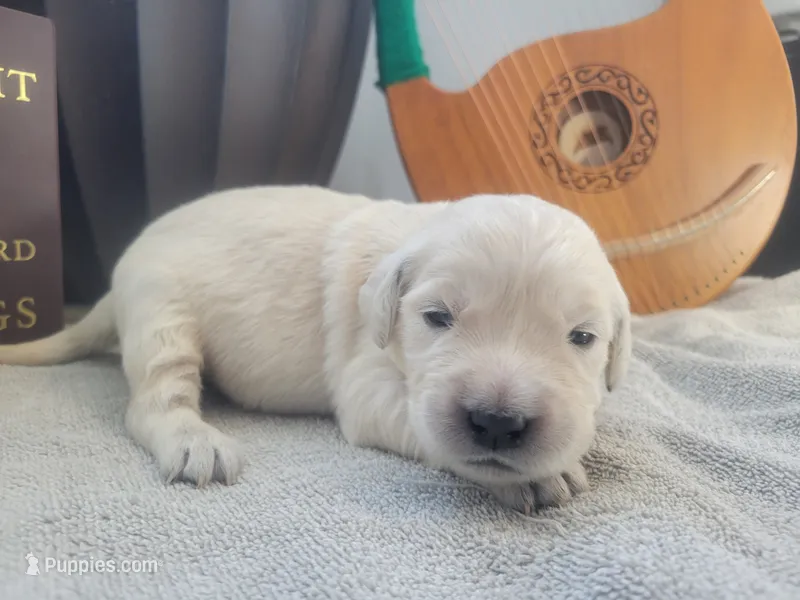 Galadriel, Champion Sired  – Golden Retriever puppy for sale in Owosso, MI
