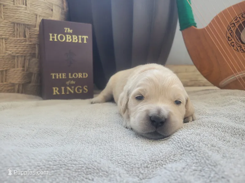 Arwen, Champion Sired – Golden Retriever puppy for sale in Owosso, MI