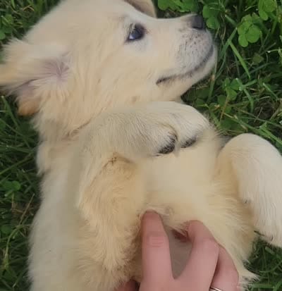 Coca-Cola, Champion Sired, a female Golden Retriever for sale in Owosso, MI – 4 of 4