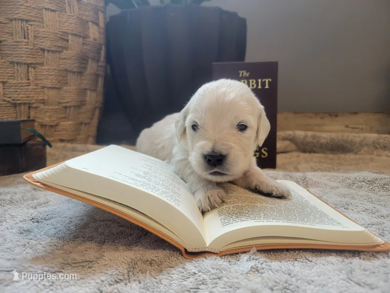 Boromir, Champion Sired – Golden Retriever puppy for sale in Owosso, MI