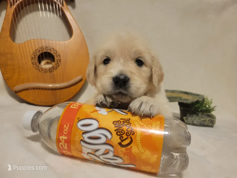 Faygo, Champion Sired  – Golden Retriever puppy for sale in Owosso, MI