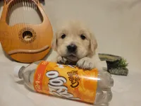 Faygo, Champion Sired (SOLD), a male Golden Retriever for sale in Owosso, MI – 1 of 1