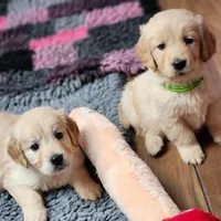 European Champ. Import Litter, a  Golden Retriever for sale in Owosso, MI – Photo 8 of 8