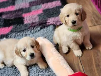 European Champ. Import Litter, a  Golden Retriever for sale in Owosso, MI – Photo 8 of 8