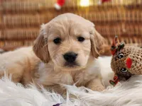 European Champ. Import Litter, a  Golden Retriever for sale in Owosso, MI – Photo 6 of 8