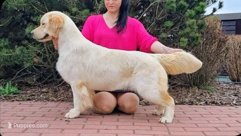 European Champ. Import Litter