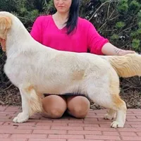 European Champ. Import Litter, a  Golden Retriever for sale in Owosso, MI – Photo 1 of 8