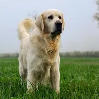 European Champ. Import Litter, a  Golden Retriever for sale in Owosso, MI – Photo 3 of 8