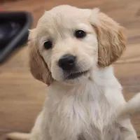 European Champ. Import Litter, a  Golden Retriever for sale in Owosso, MI – Photo 5 of 8