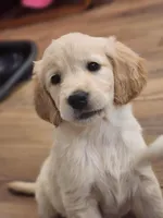 European Champ. Import Litter, a  Golden Retriever for sale in Owosso, MI – Photo 5 of 8