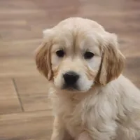 European Champ. Import Litter, a  Golden Retriever for sale in Owosso, MI – Photo 7 of 8