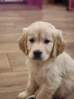 European Champ. Import Litter, a  Golden Retriever for sale in Owosso, MI – Photo 7 of 8