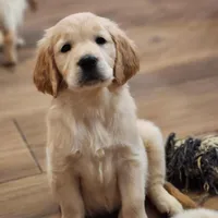 European Champ. Import Litter, a  Golden Retriever for sale in Owosso, MI – Photo 2 of 8