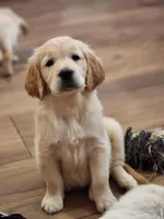 European Champ. Import Litter, a  Golden Retriever for sale in Owosso, MI – Photo 2 of 8