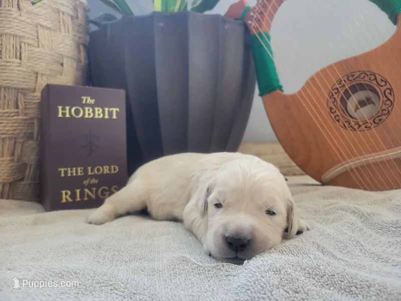 Goldilocks, Champion Sired – Golden Retriever puppy for sale in Owosso, MI