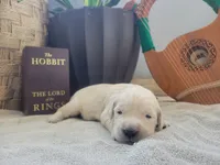 Goldilocks, Champion Sired, a female Golden Retriever for sale in Owosso, MI – 1 of 3