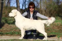 Apple Jacks, Champion Sired, a male Golden Retriever for sale in Owosso, MI – Photo 1 of 3