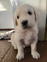 Apple Jacks, Champion Sired, a male Golden Retriever for sale in Owosso, MI – Photo 2 of 3