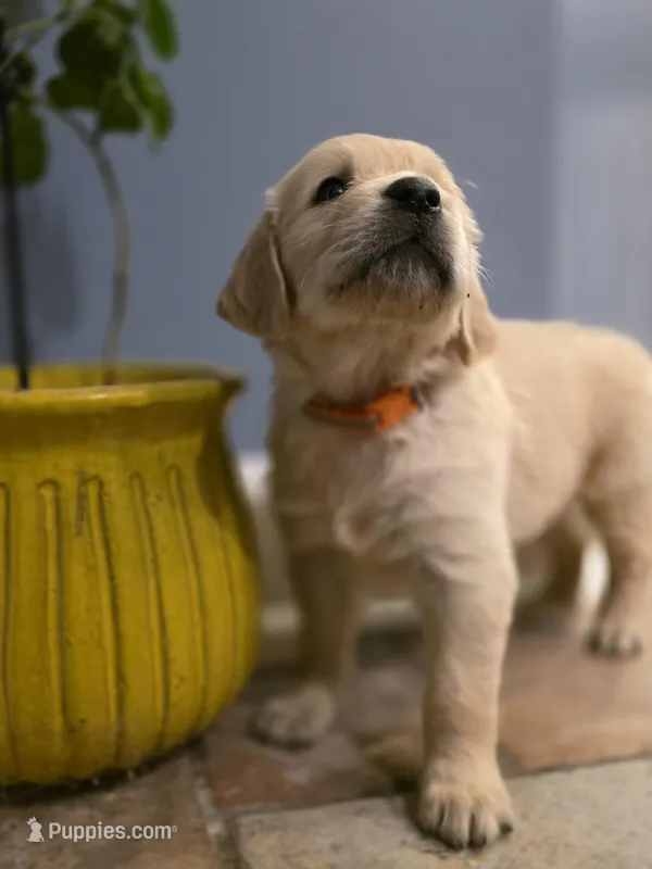 COCOA Pebbles, Champion Sired