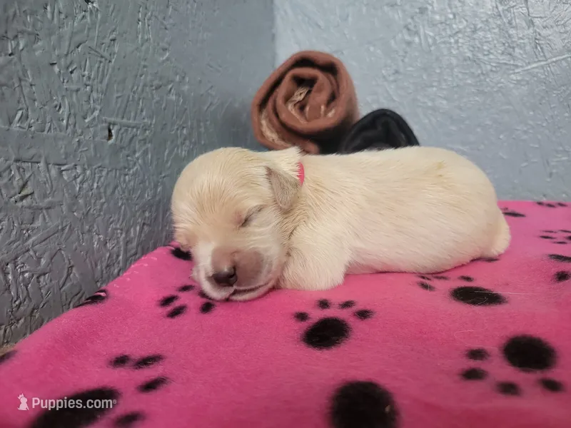 Poppi, Champion Sired – Golden Retriever puppy for sale in Owosso, MI