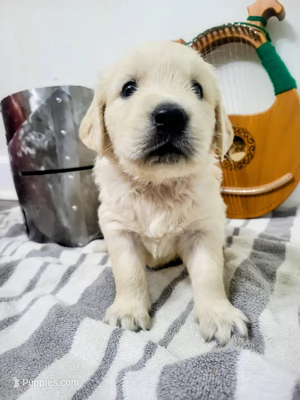 Goldilocks, Champion Sired – Golden Retriever puppy for sale in Owosso, MI