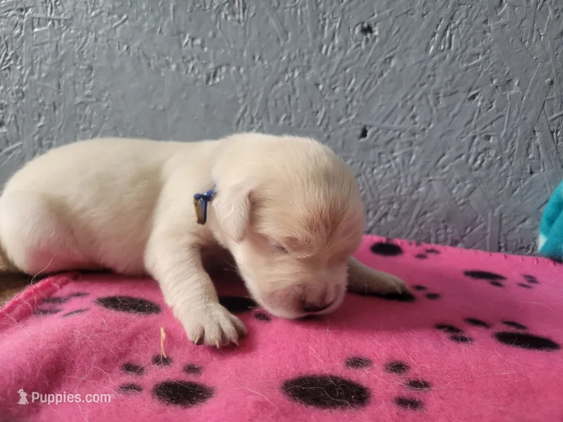 Pepsi, Champion Sired – Golden Retriever puppy for sale in Owosso, MI