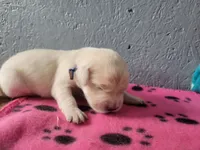 Pepsi, Champion Sired, a female Golden Retriever for sale in Owosso, MI – 1 of 1