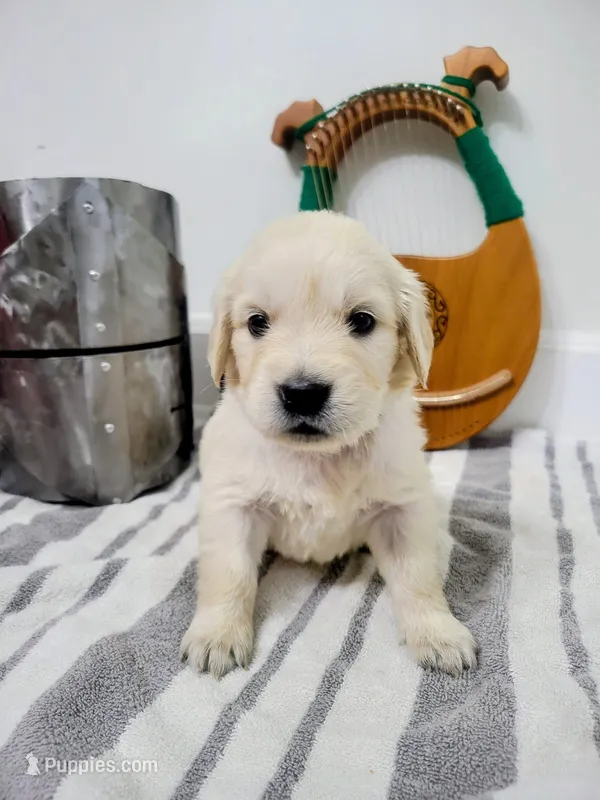 Rosie, Champion Sired – Golden Retriever puppy for sale in Owosso, MI