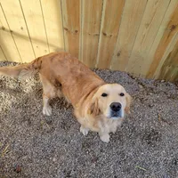 Shiawassee Golden Retrievers, a  Golden Retriever for sale in Owosso, MI – Photo 4 of 8