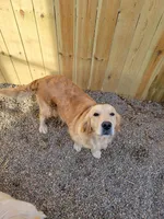Shiawassee Golden Retrievers, a  Golden Retriever for sale in Owosso, MI – Photo 4 of 8