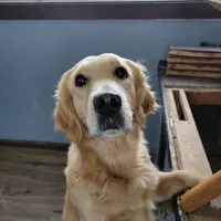 Shiawassee Golden Retrievers, a  Golden Retriever for sale in Owosso, MI – Photo 2 of 8